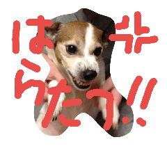 [LINEスタンプ] ジャックラッセルテリアのプリンちゃん