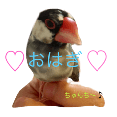 [LINEスタンプ] 文鳥のおはぎ