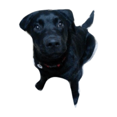 [LINEスタンプ] 黒い犬