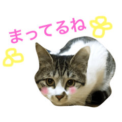 [LINEスタンプ] キキちゃんのおへや