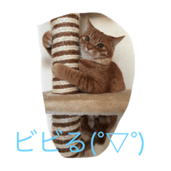 [LINEスタンプ] 猫の言葉