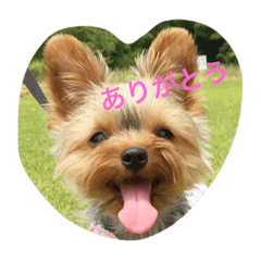 [LINEスタンプ] ヨーキーよつばのハッピースタンプ.