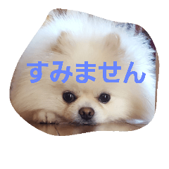[LINEスタンプ] ポメラニアンのぽめら