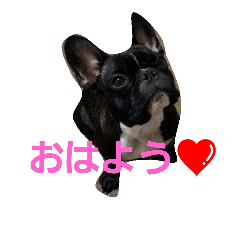 [LINEスタンプ] フレンチブルドッグのクロエちゃん