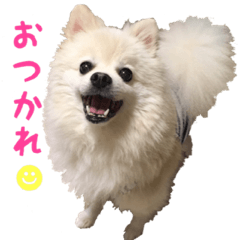 [LINEスタンプ] ちろわんと愉快な仲間たち