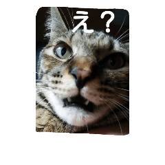 [LINEスタンプ] 飼い猫みかんスタンプ
