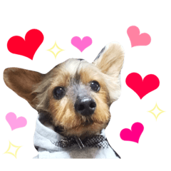 [LINEスタンプ] ちょこくん