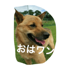 [LINEスタンプ] ほくとくんスタンプ