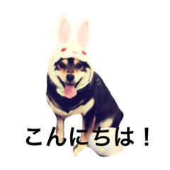 [LINEスタンプ] 愛犬こりんちゃん