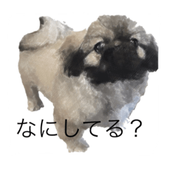 [LINEスタンプ] にくめん犬