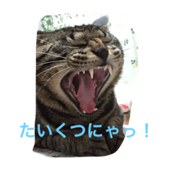 [LINEスタンプ] トラとくーにゃん