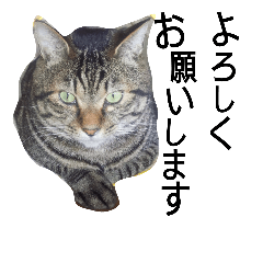 [LINEスタンプ] うーさんとにゃんこたち