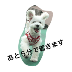 [LINEスタンプ] チャム先輩