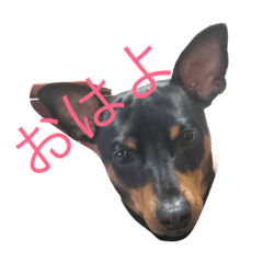 [LINEスタンプ] 我が家のミニピン