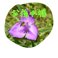 [LINEスタンプ] お花