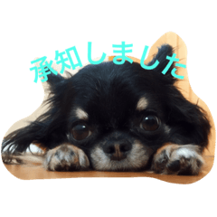 [LINEスタンプ] ぼく「ゆに」2