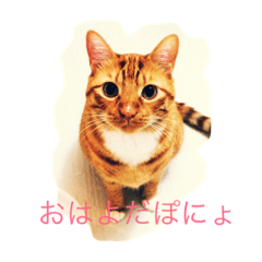 [LINEスタンプ] 靴下を履いた猫
