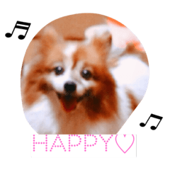 [LINEスタンプ] パピヨンの喜怒哀楽