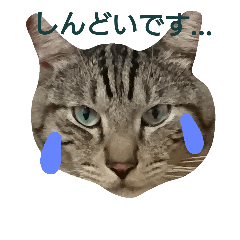 [LINEスタンプ] よく使える言葉たち。