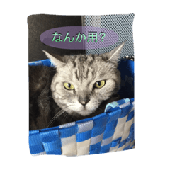 [LINEスタンプ] ーネコー