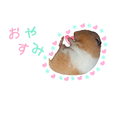 [LINEスタンプ] 我が家のハムちゃんず