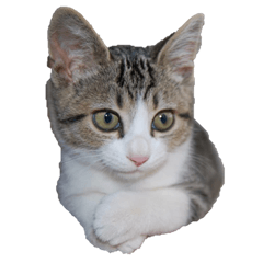 [LINEスタンプ] のら猫 てつの日常