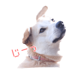 [LINEスタンプ] こむぎすたんぷ