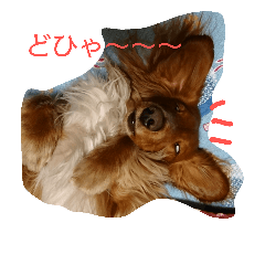 [LINEスタンプ] のほほん我が家のワンコたち
