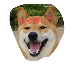 [LINEスタンプ] 柴犬ポンタ