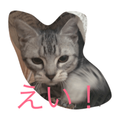 [LINEスタンプ] カワイイねこ