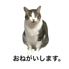 [LINEスタンプ] 我が家ねこまみれ