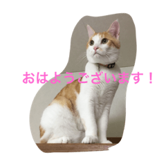 [LINEスタンプ] 茶トラ白きなこの基本パック