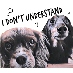 [LINEスタンプ] 犬スター英語verー