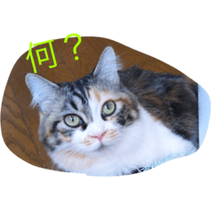 [LINEスタンプ] ネコ スタンプ