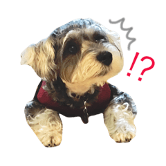 [LINEスタンプ] 小町スタンプ