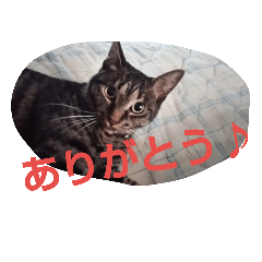 [LINEスタンプ] ラブペッツ 