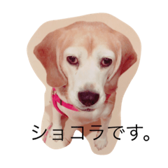 [LINEスタンプ] ビーグル犬 ショコラ 2