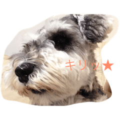 [LINEスタンプ] ミニチュアシュナウザーのスタンプ
