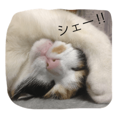 [LINEスタンプ] つぶ