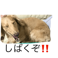 [LINEスタンプ] ダックスフンドのコロキャン5歳