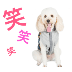 [LINEスタンプ] 黒いぷーどるとクリームぷーどるとお友達