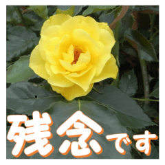 [LINEスタンプ] 薔薇の花♡GB_挨拶メッセージの画像（メイン）