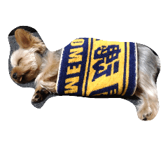 [LINEスタンプ] かわいい犬の寝顔