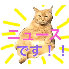 [LINEスタンプ] 菊池家の猫様方