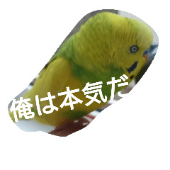 [LINEスタンプ] インコのぷいぷい