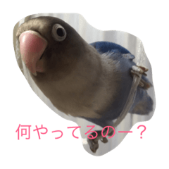 [LINEスタンプ] 青ボタンインコのペッパー