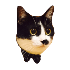 [LINEスタンプ] ソアラ