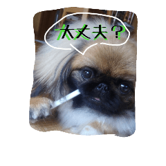 [LINEスタンプ] おれおとれもんとのあ（ペキニーズトリオ）