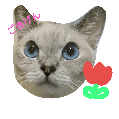 [LINEスタンプ] ゆきの顔です