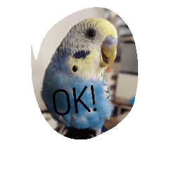[LINEスタンプ] インコ 写真スタンプ ～Pipi～